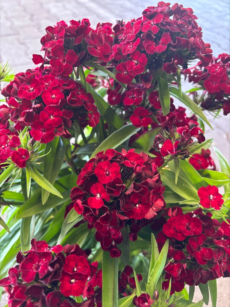 Winterharte Bartnelke 'Dianthus Barbatus', rot Cover