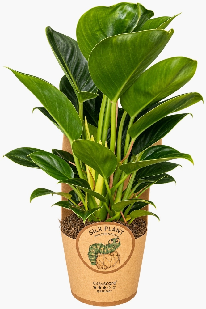 Baumfreund 'Philodendron Green Princess', 17 cm Topf Cover