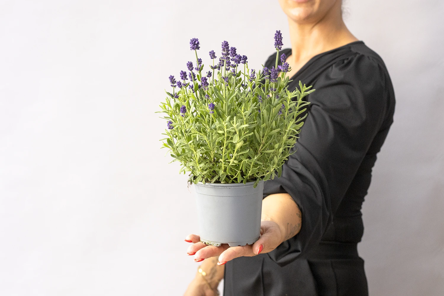 Echter Lavendel 'Lavandula angustifolia', 13 cm Topf Cover