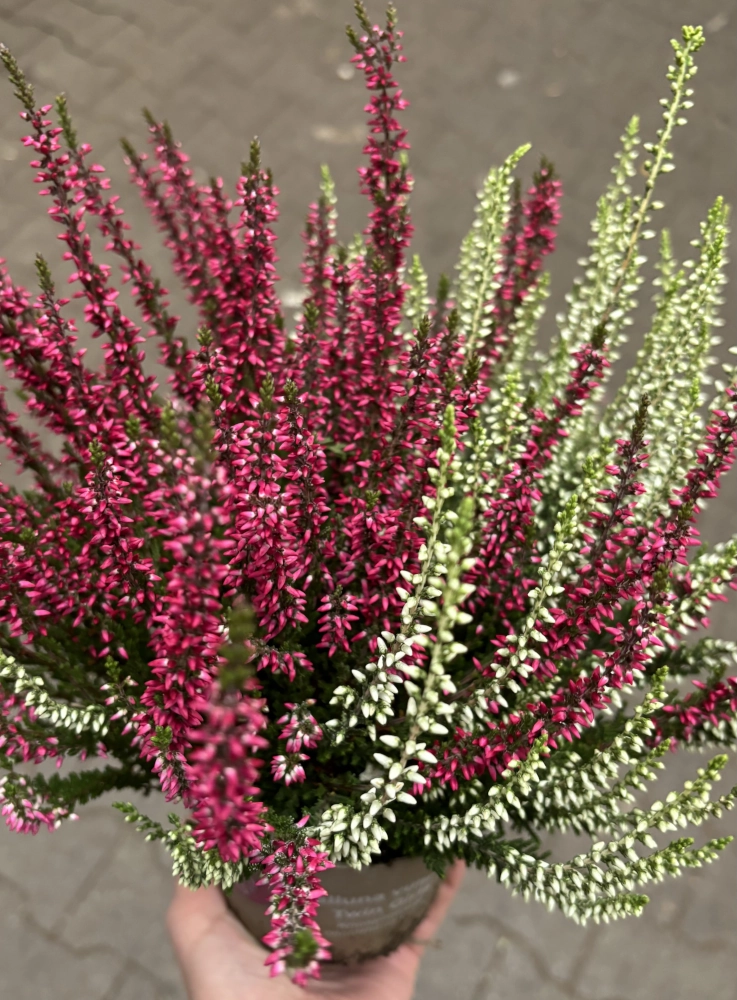 Heide 'Calluna Twin', pink-weiß, 12 cm Topf Cover
