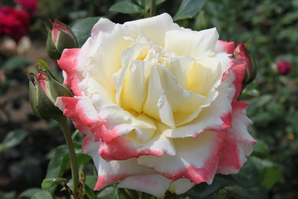 Edelrose 'Athena®', 30 bis 60 cm Höhe, creme-rosa Cover