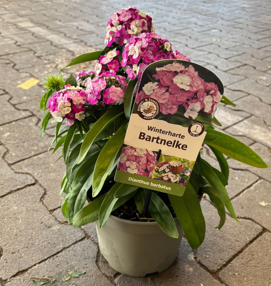 Winterharte Bartnelke 'Dianthus Barbatus', rosa-weiß - Gallerie Bild 2