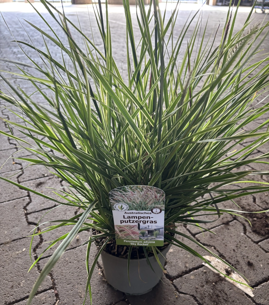Australisches Lampenputzergras 'Pennisetum Advena Sky Rocket', 19 cm Topf Cover
