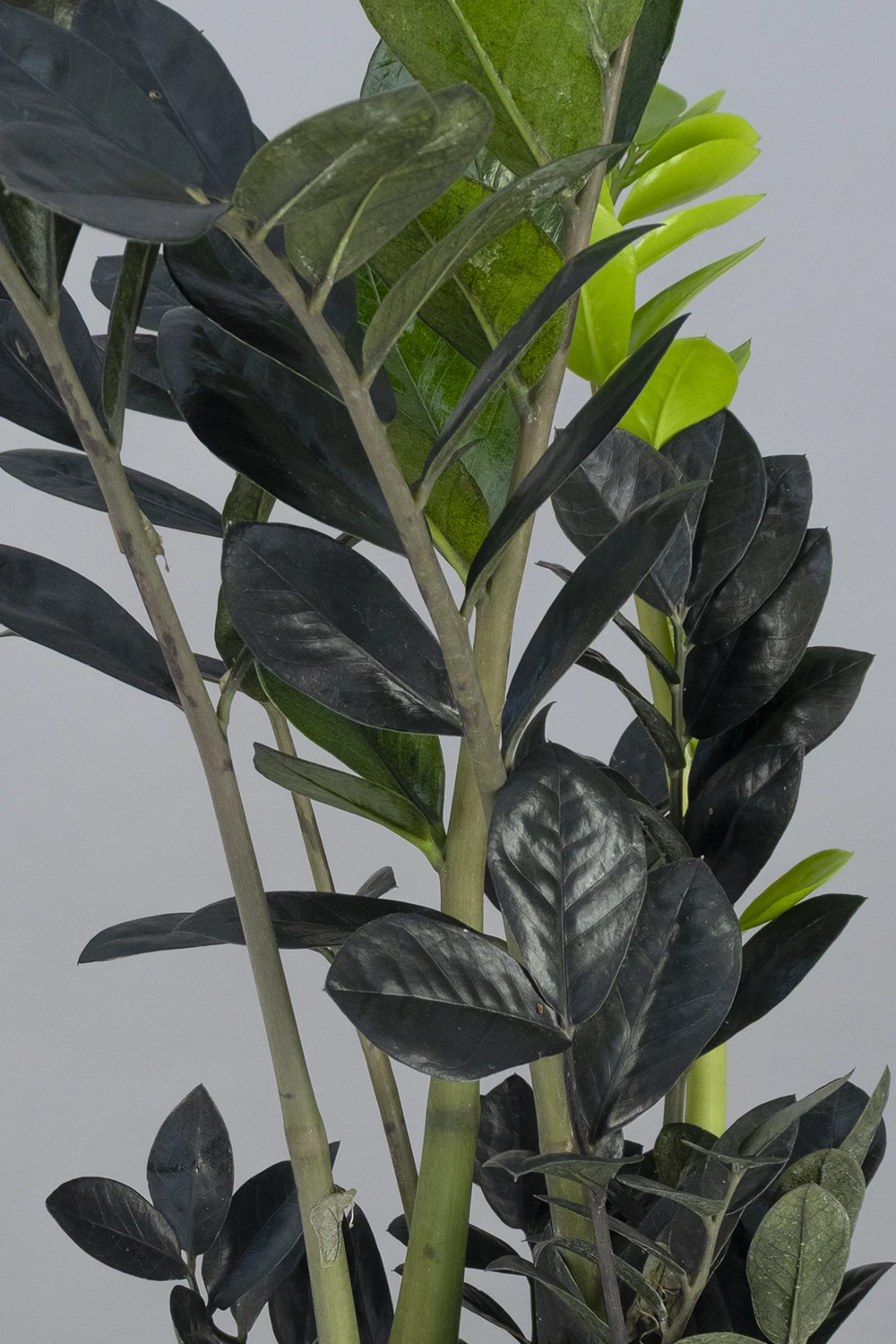 Schwarze Glücksfeder 'Zamioculcas Raven', 17 cm Topf - Gallerie Bild 2