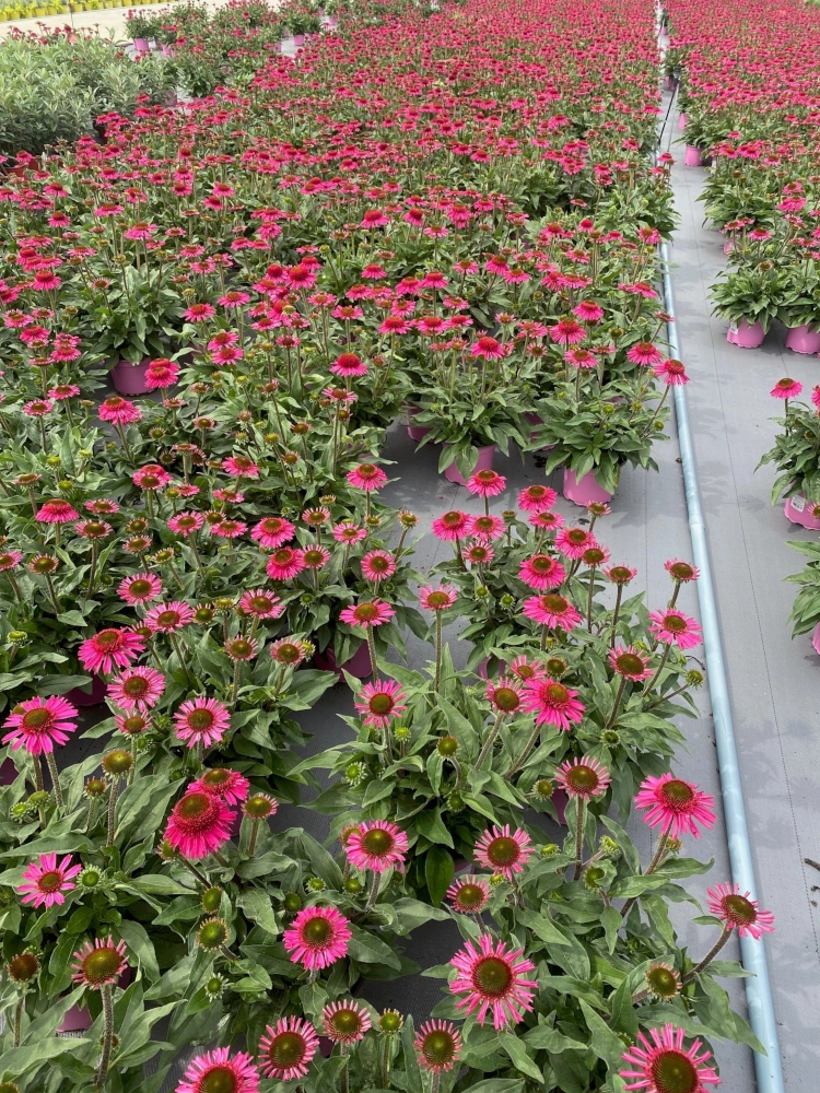 Sonnenhut 'Echinacea', pink, 3 L Topf Cover