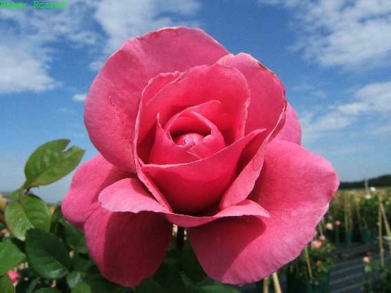 Edelrose 'Elbflorenz®', 30 bis 60 cm Höhe, dunkelrosa Cover
