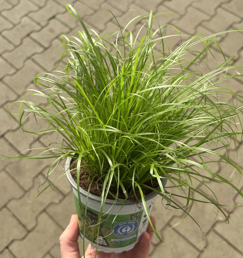 Katzengras 'Zumula', 12 cm Topf - Gallerie Bild 2