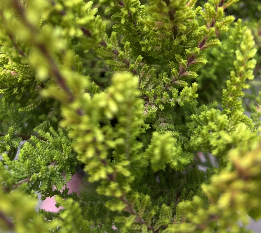 Heide 'Calluna', grün, 12 cm Topf - Gallerie Bild 2