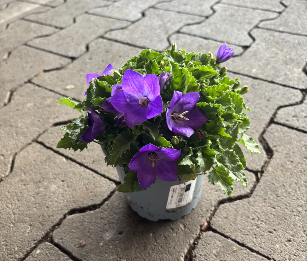 Ballonblume 'Platycodon', violett, 12 cm Topf Cover