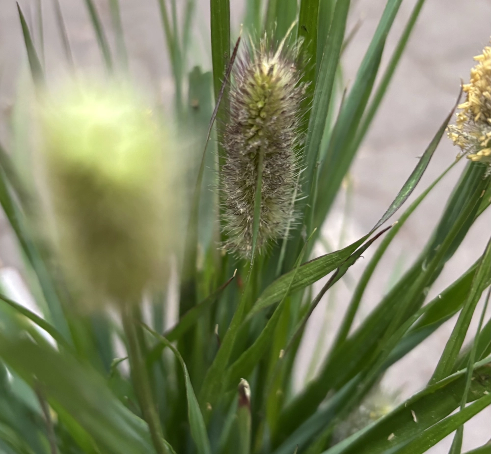 Winterhartes Weidenkätzchen-Gras 'Pennisetum Alopecuroides', gelb-braun, 1 Liter Topf - Gallerie Bild 2