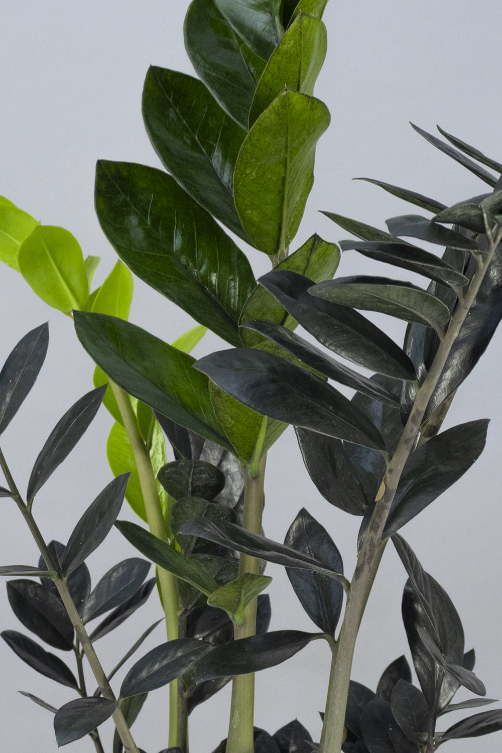 Schwarze Glücksfeder 'Zamioculcas Raven', 17 cm Topf - Gallerie Bild 5