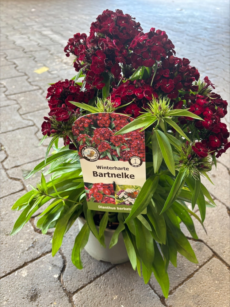 Winterharte Bartnelke 'Dianthus Barbatus', rot - Gallerie Bild 2