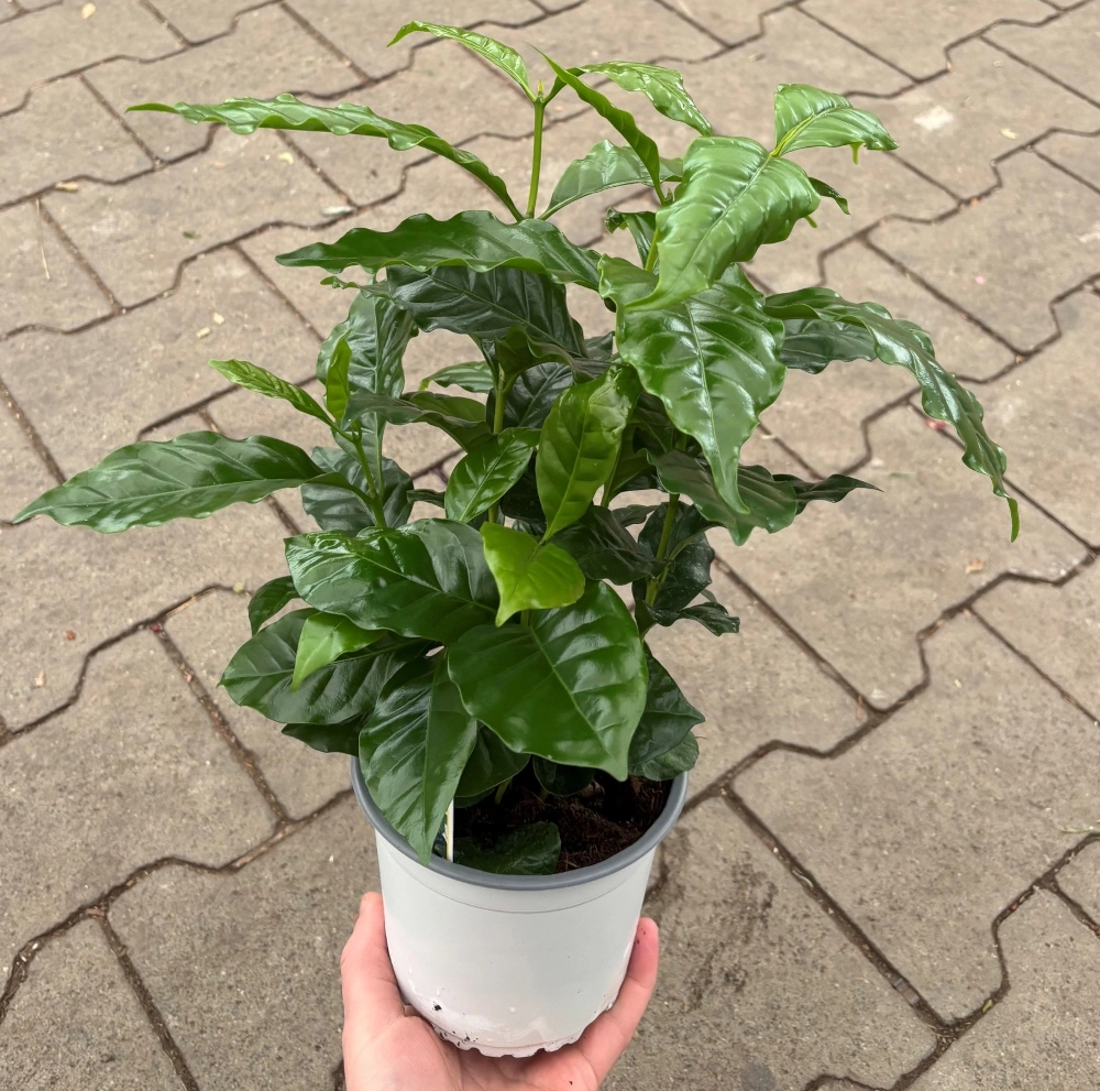 Kaffeepflanze 'Coffea Arabica', 13 cm Topf - Gallerie Bild 2
