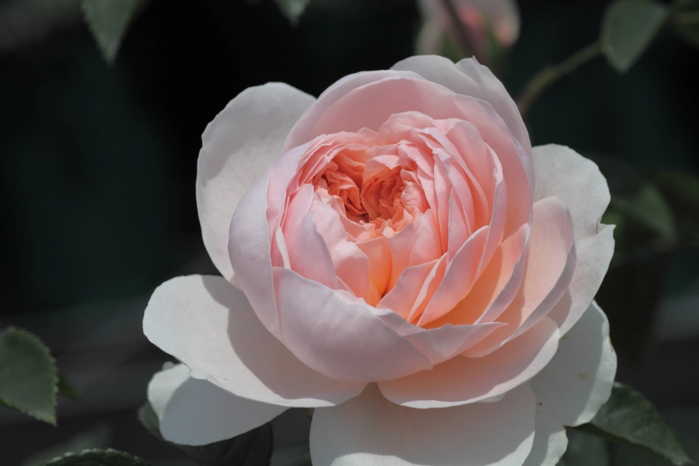 Englische Strauchrose 'Wildeve', 30 bis 60 cm Höhe, hellrosa Cover