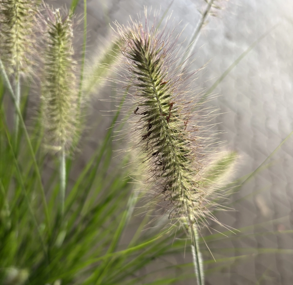 Winterhartes Lampenputzergras 'Pennisetum Alopecuroides Hameln', 19 cm Topf - Gallerie Bild 2