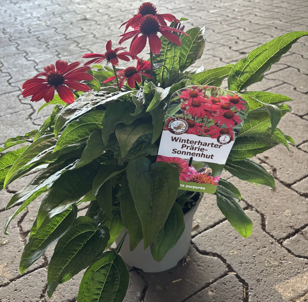 Sonnenhut 'Echinacea Purpurea', pink, 19 cm Topf Cover