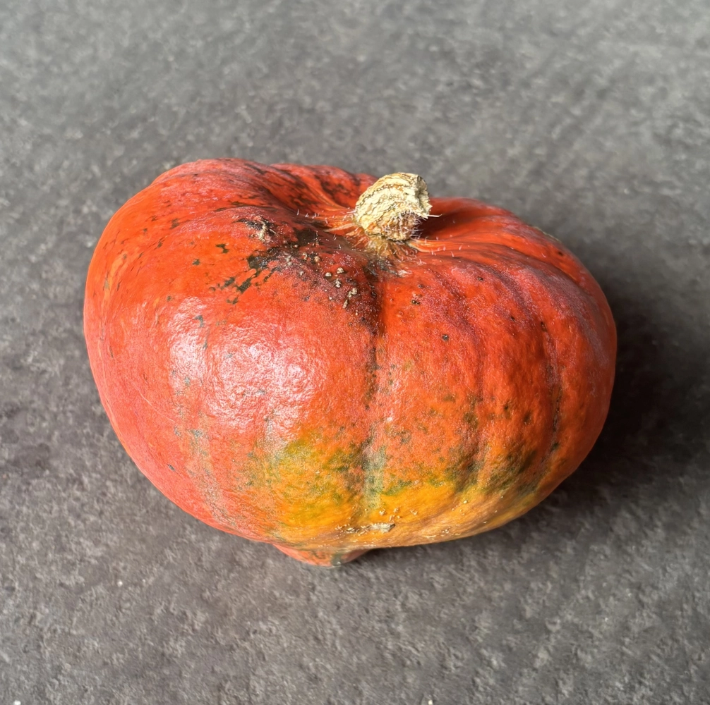 Speisekürbis 'Hokkaido', orange Cover