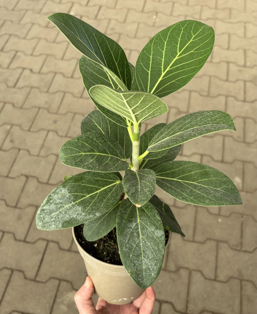 Indische-Feige 'Ficus Benghalensis Audrey', 13 cm Topf Cover