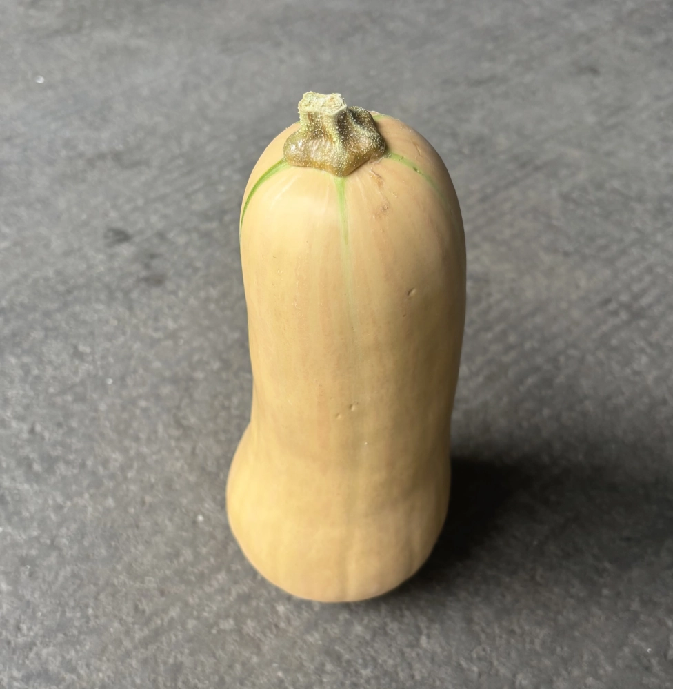 Speisekürbis 'Butternut', orange Cover