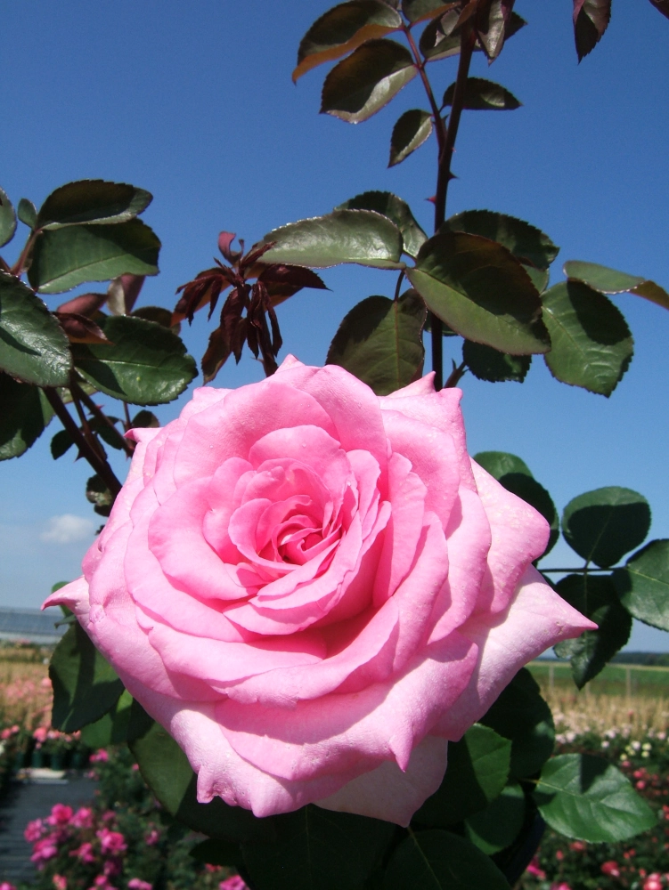 Edelrose 'Beverly®', 30 bis 60 cm Höhe, zartrosa Cover