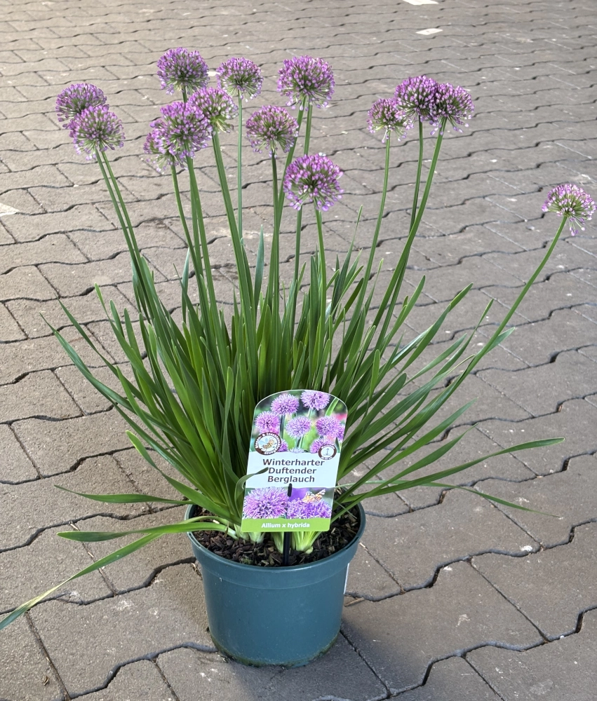 Winterharter Duftender Berglauch 'Allium x Hybrida Millenium', 3 L Topf Cover