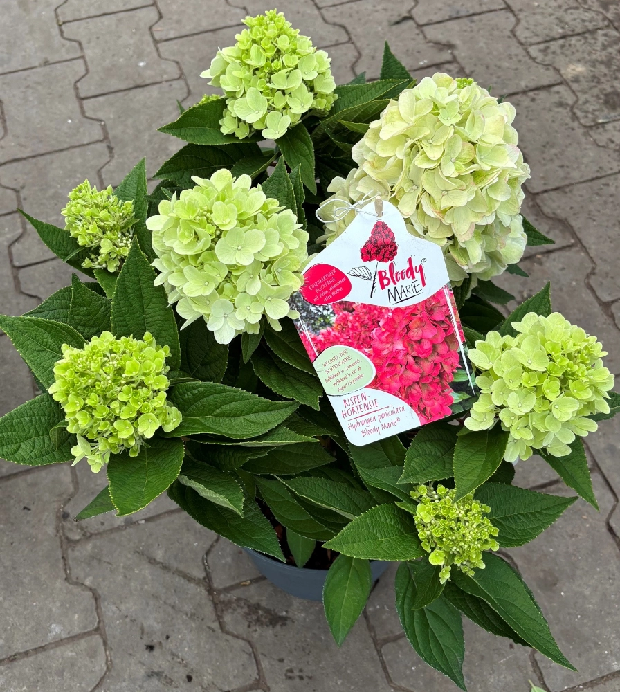 Rispenhortensie 'Hydrangea Paniculata Bloody Marie®', 40 bis 60 cm Höhe Cover