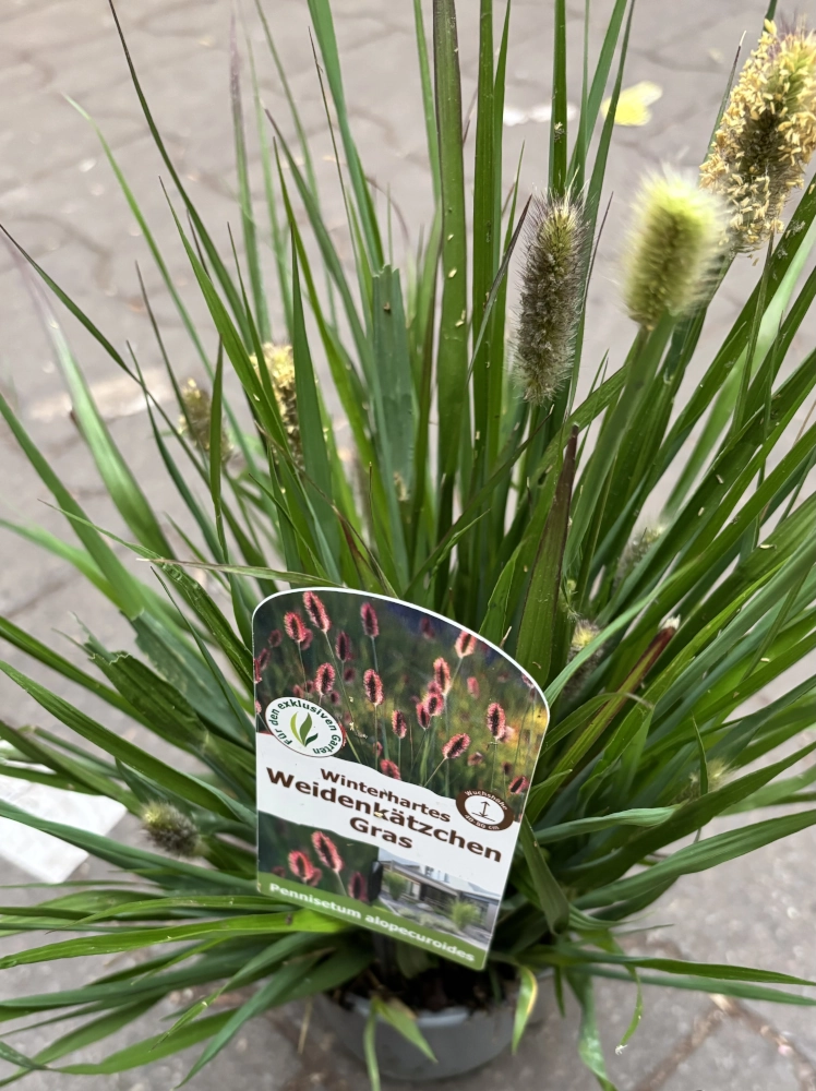Winterhartes Weidenkätzchen-Gras 'Pennisetum Alopecuroides' Cover