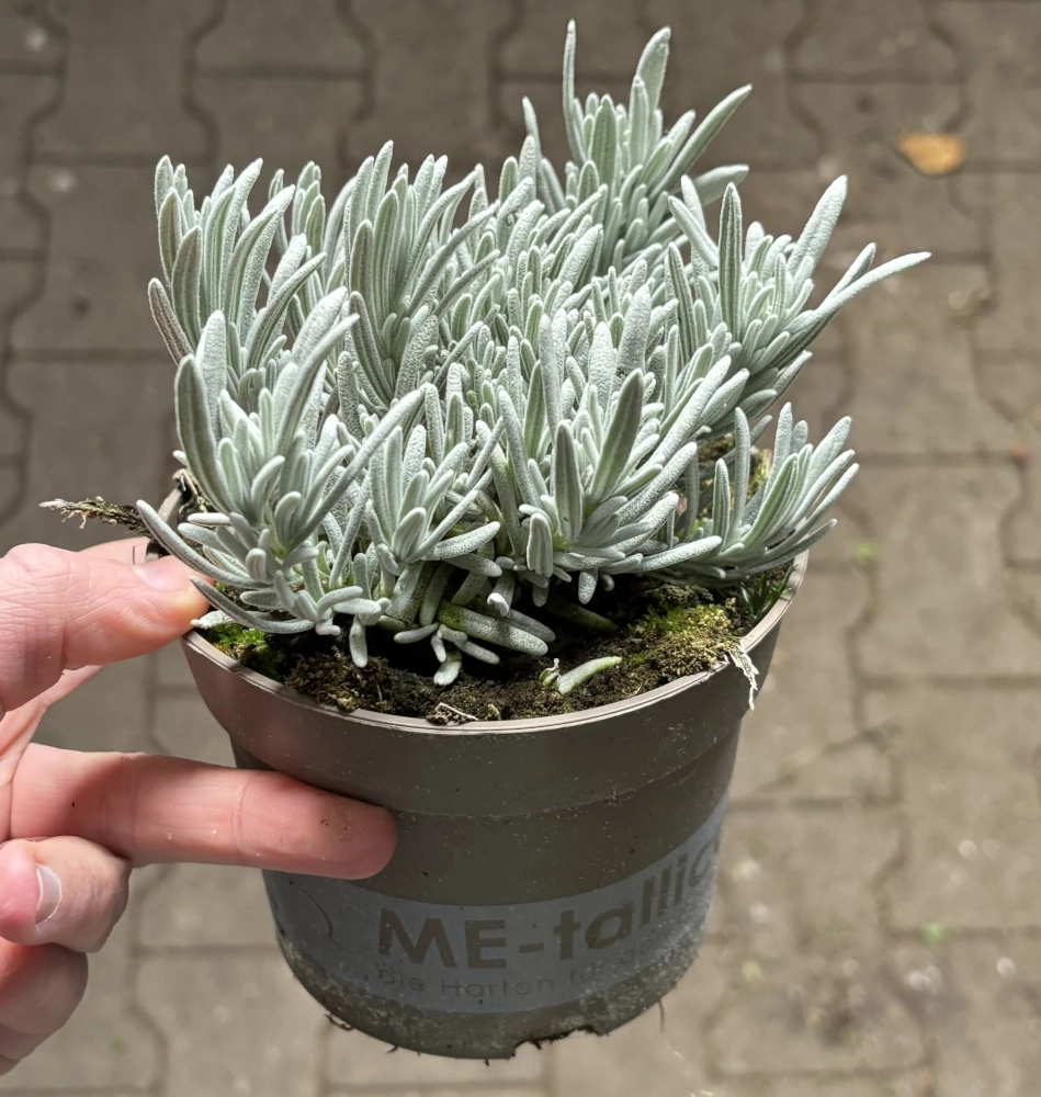 Lavendel 'Grappenhall', 13 cm Topf - Gallerie Bild 2