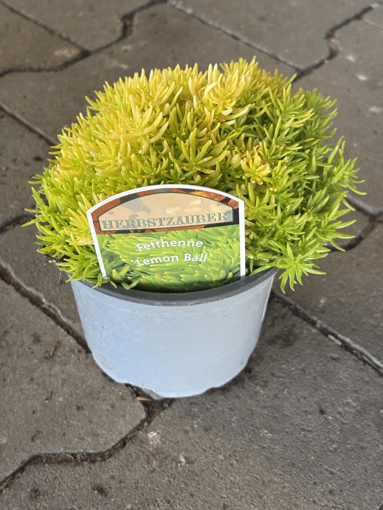 Fetthenne 'Lemon Ball', 13 cm Topf Cover