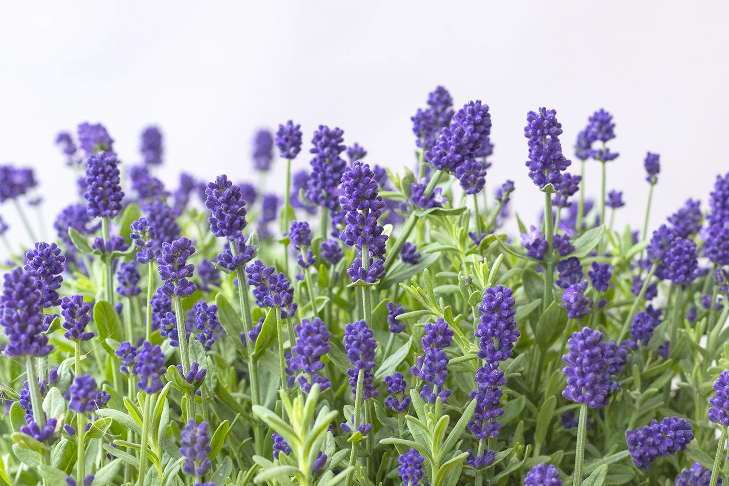 Echter Lavendel 'Lavandula angustifolia', 13 cm Topf - Gallerie Bild 4