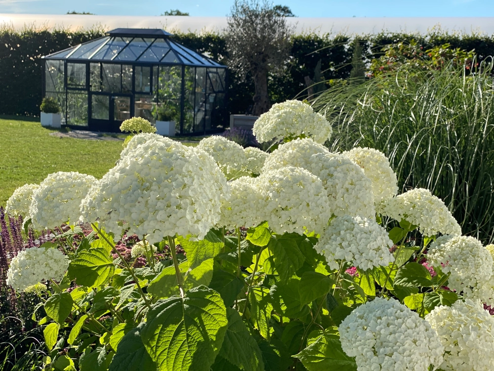 Spezialdnger kaufen - Blumen Risse