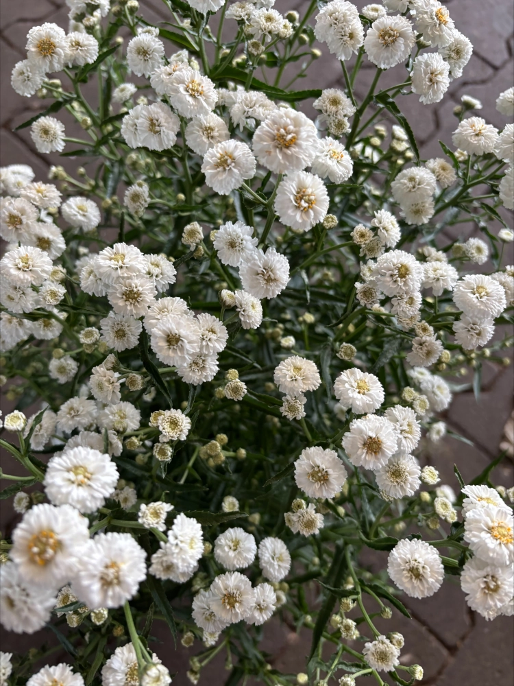 Winterharte Rosenblütige Schafgarbe 'Achillea Ptarmica', weiß Cover