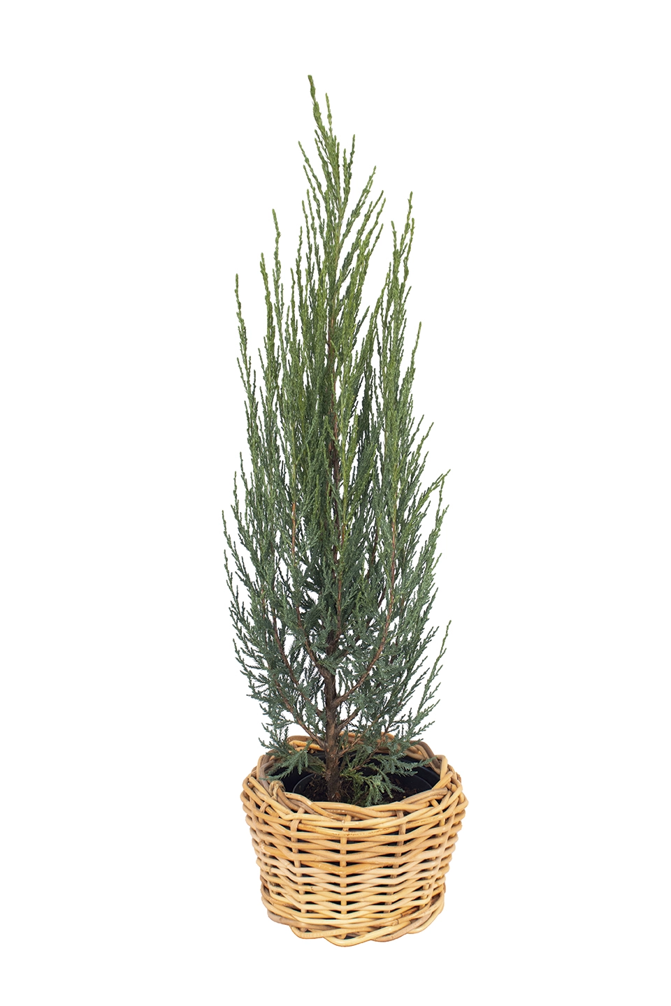 Blauer Zypressen-Wacholder 'Juniperus Scopulorum Blue Arrow', 60 cm hoch Cover
