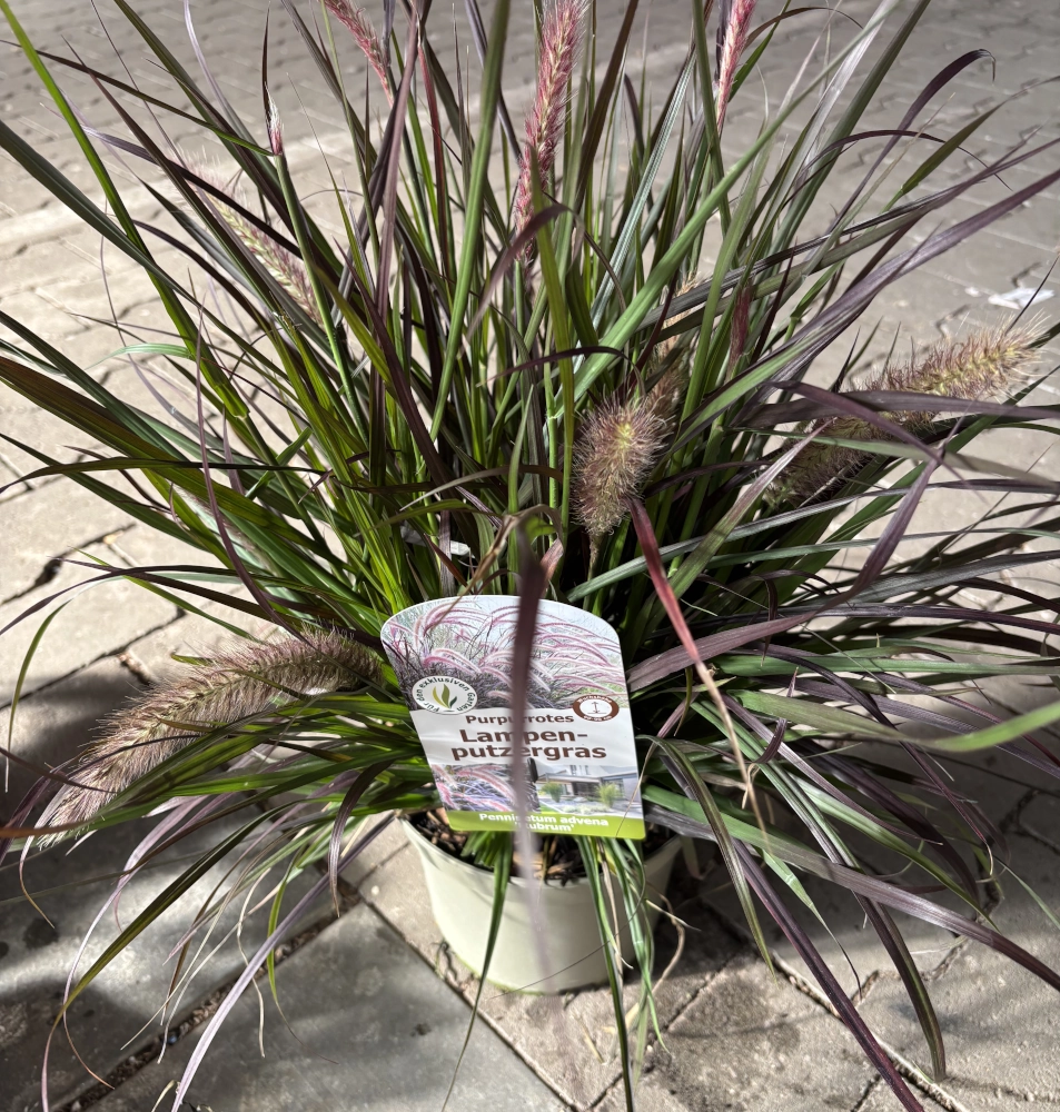 Purpurrotes Lampenputzergras 'Pennisetum Advena Rubrum', 19 cm Topf - Gallerie Bild 1