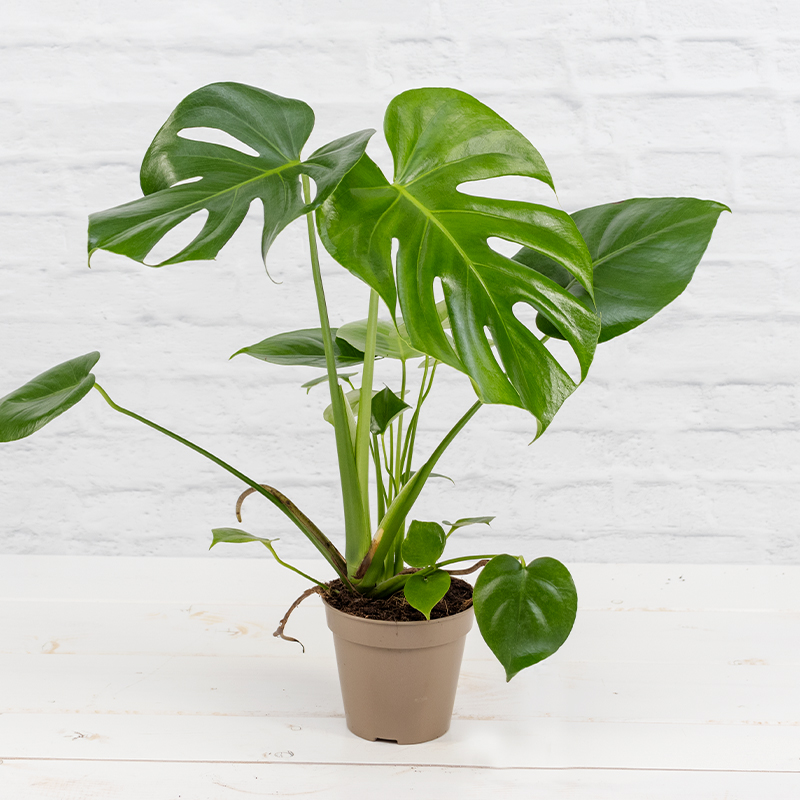 fensterblatt-monstera-deliciosa-13-cm-topf-zimmerpflanzen-blumen