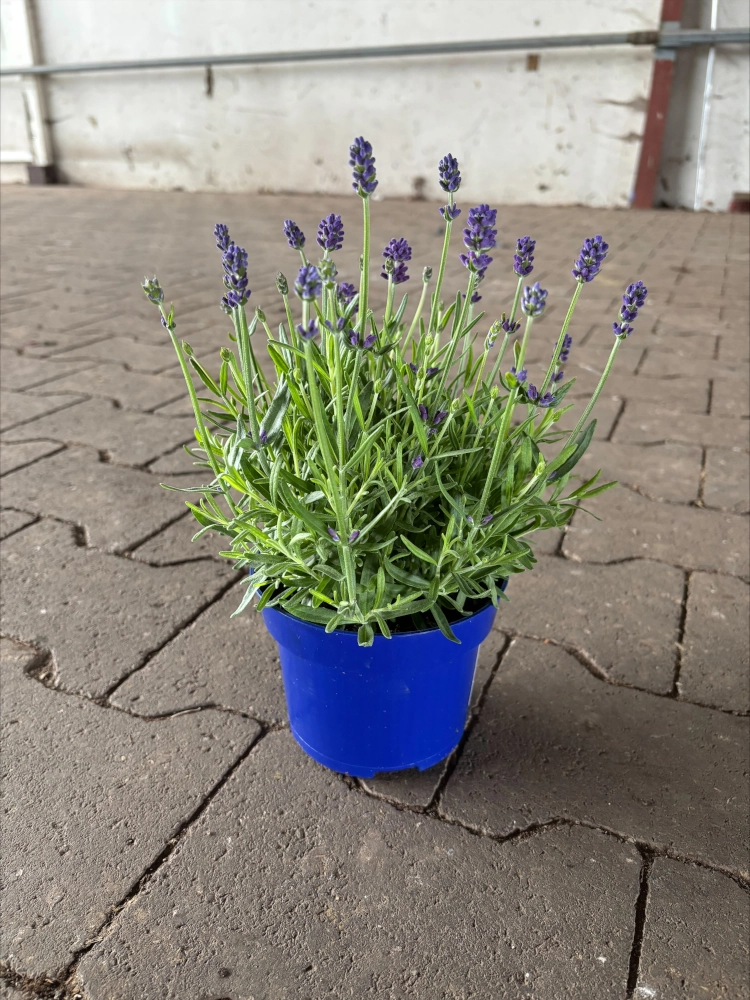 Echter Lavendel 'Lavandula angustifolia', 13 cm Topf Cover