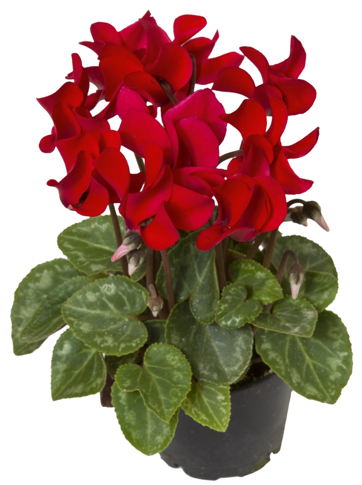 Gartenalpenveilchen 'Cyclame Patio', rot, 10,5 cm Topf Cover