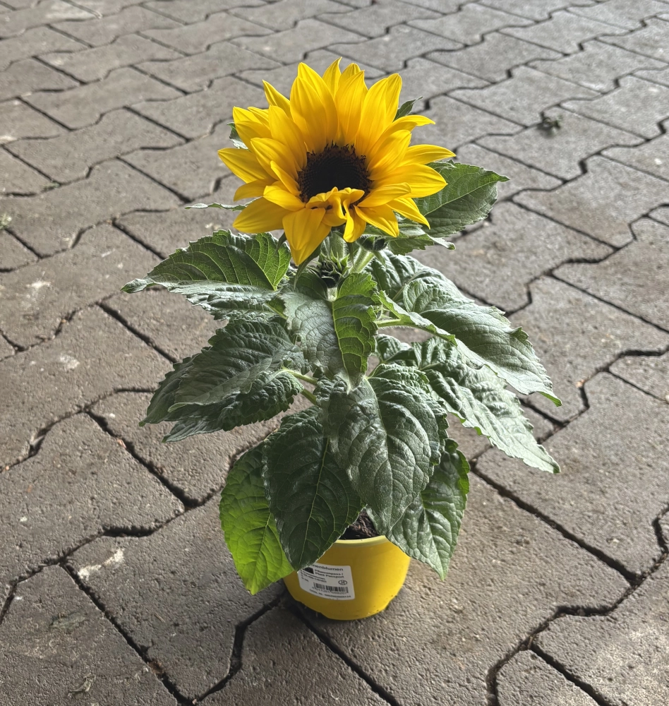 Sonnenblume, 13 cm Topf Cover