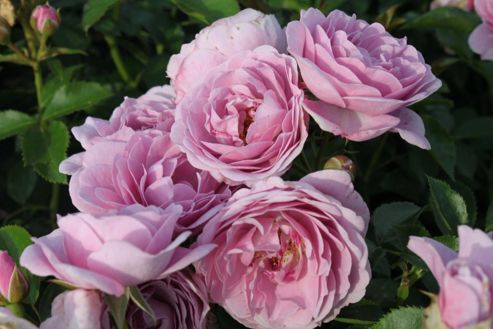 Beetrose 'Nautica®', 30 bis 60 cm Höhe, flieder Cover