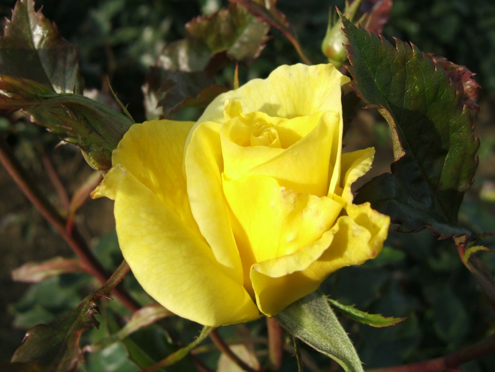 Beetrose 'Friesia®', 30 bis 60 cm Höhe, goldgelb Cover