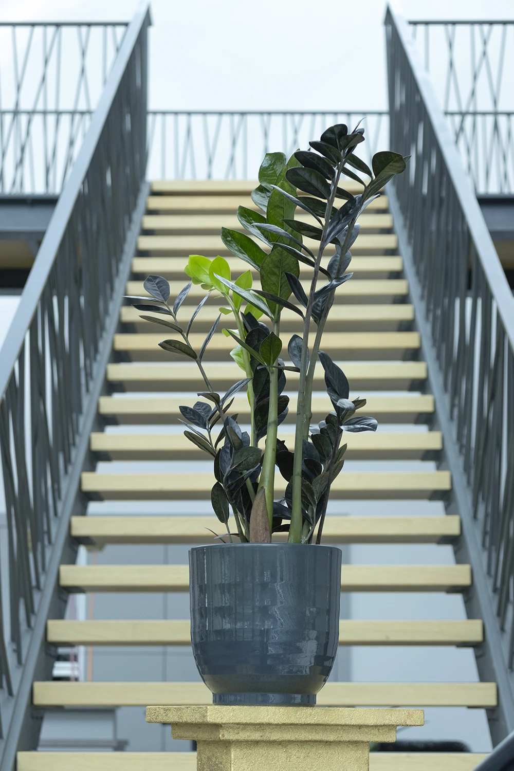 Schwarze Glücksfeder 'Zamioculcas Raven', 17 cm Topf - Gallerie Bild 6