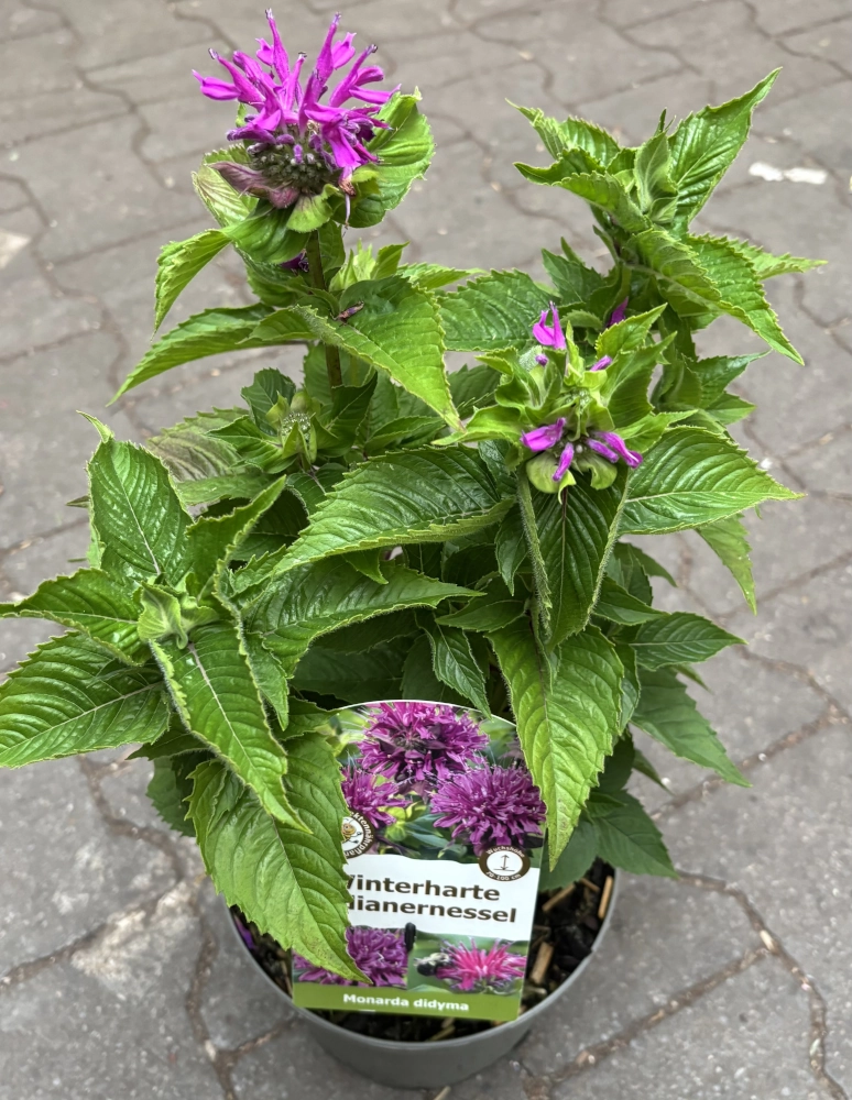 Winterharte Indianernessel 'Monarda Didyma', 3 L Topf Cover