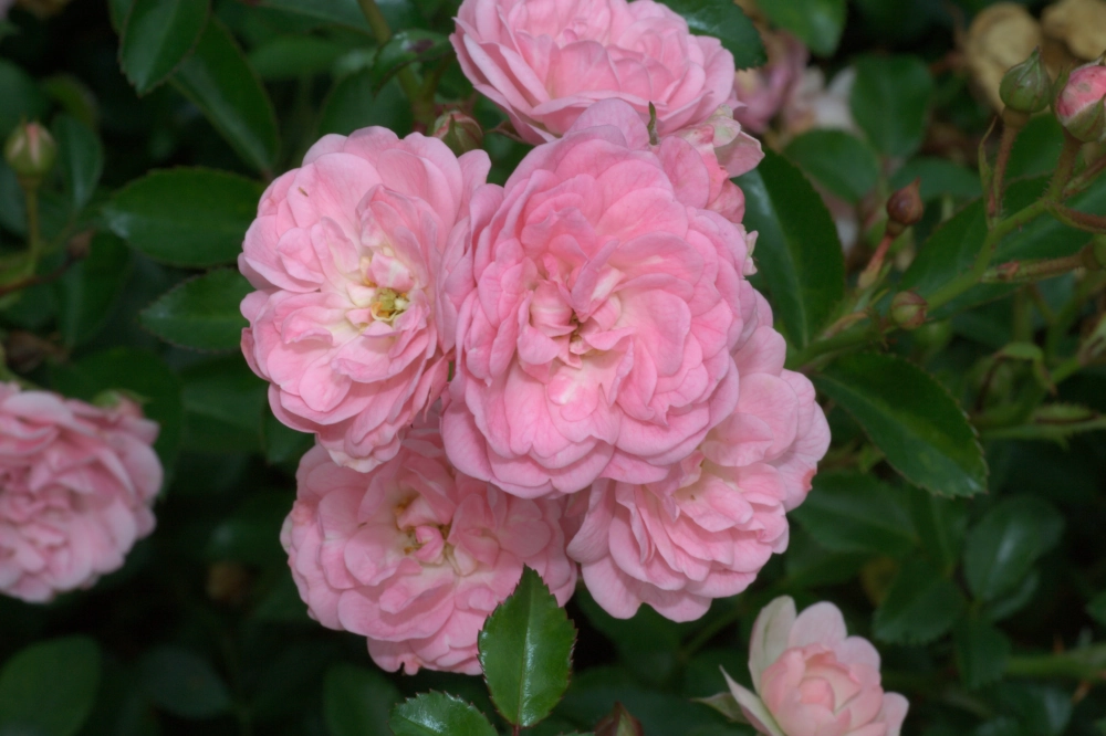 Bodendeckerrose 'The Fairy®', 4 Liter Topf, hellrosa Cover