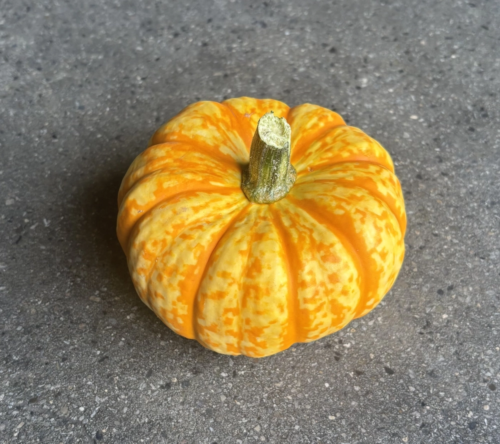 Zierkürbis 'Surprise', gelb-orange Cover