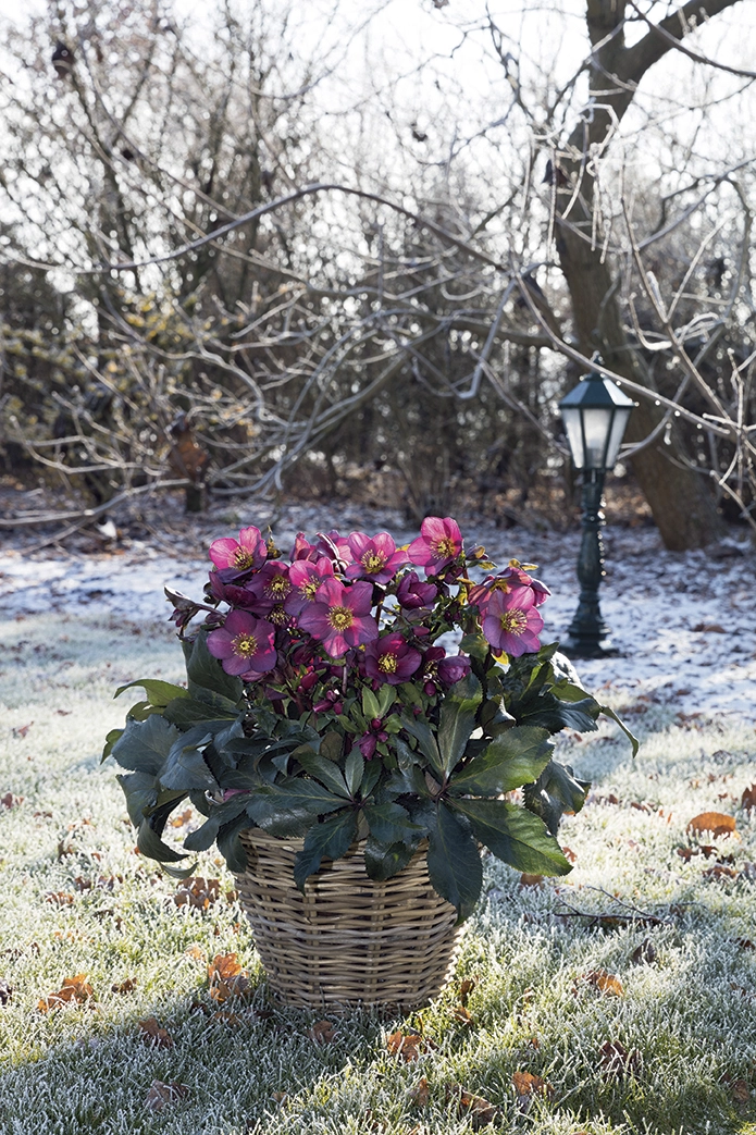 Christrose 'Helleborus Arthybride', rot, 13 cm Topf Cover