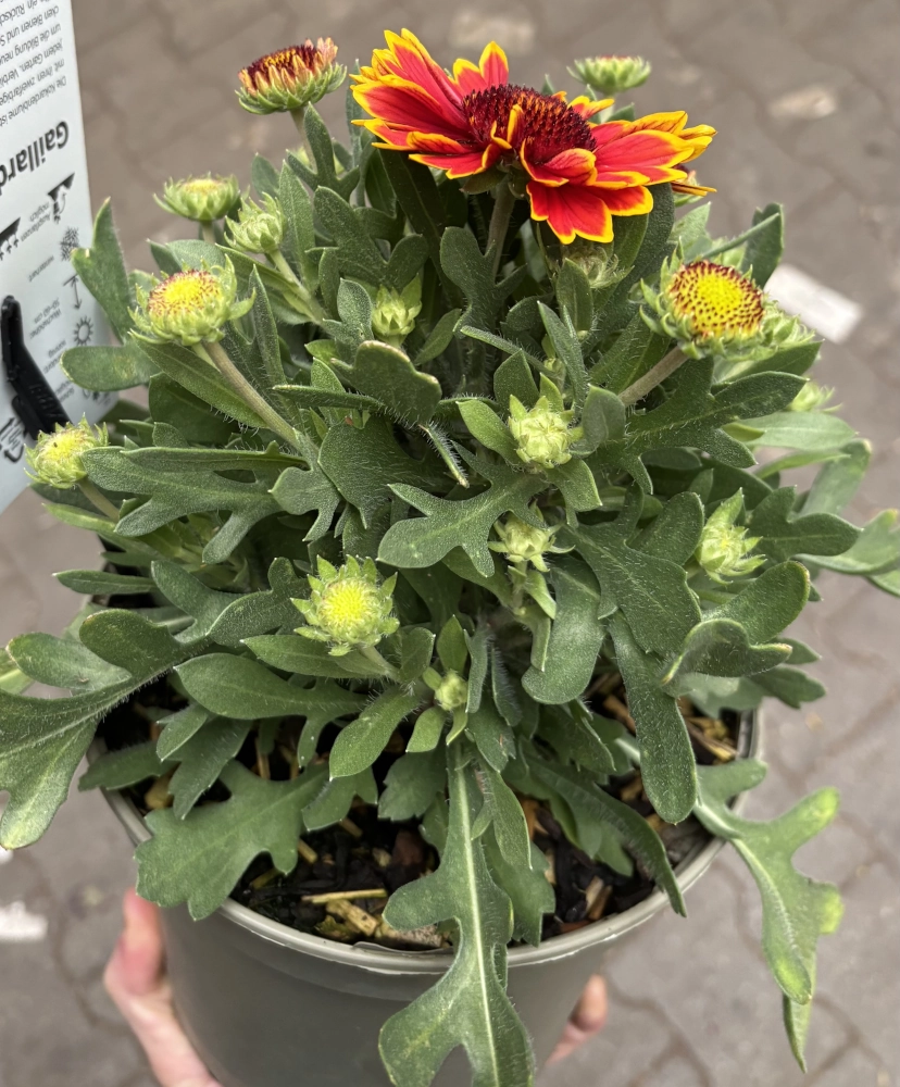 Winterharte Kokardenblume 'Gaillardia Aristata', 19 cm Topf Cover