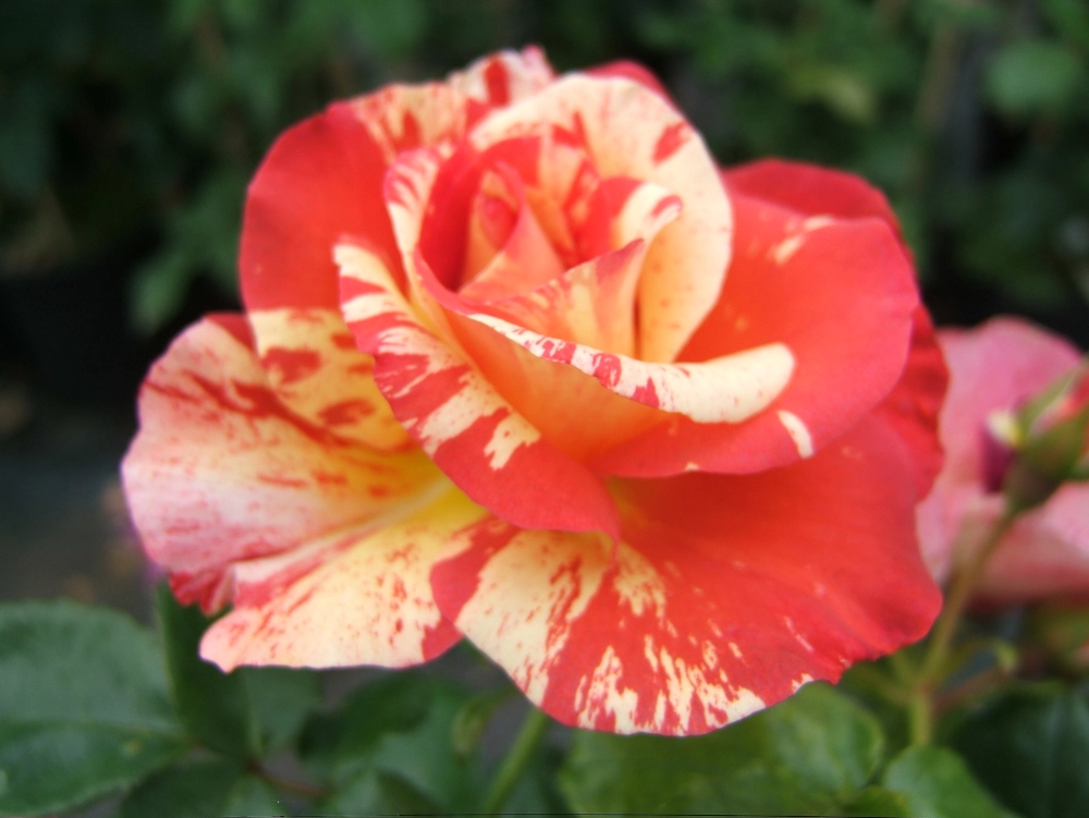 Strauchrose 'Alfred Sisley®', 30 bis 60 cm, gelb-orange Cover