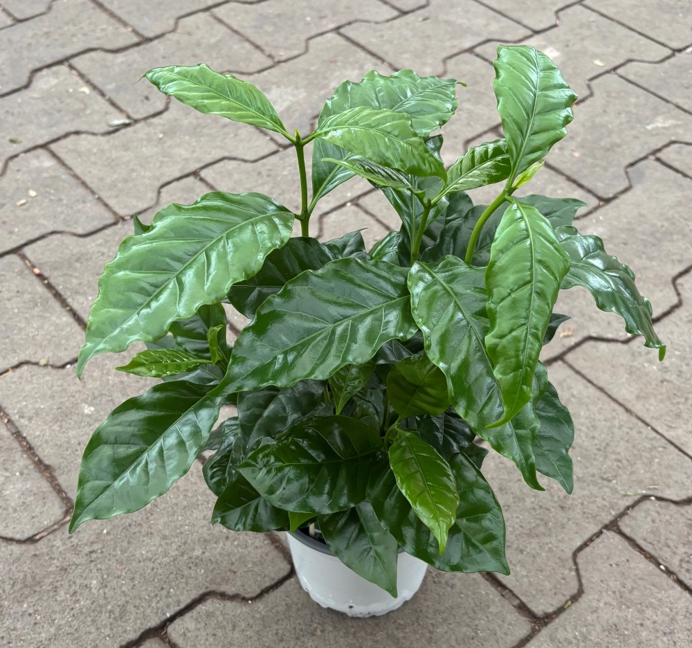 Kaffeepflanze 'Coffea Arabica', 13 cm Topf Cover