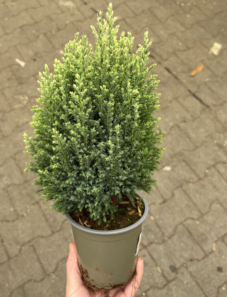 Koniferen-Mix, 12 cm Topf, 8 Pflanzen - Gallerie Bild 4