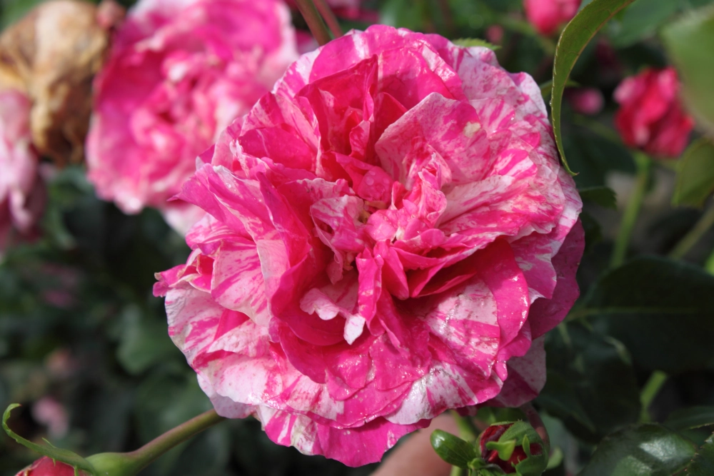 Kletterrose 'Colibri Farbfestival®', 30 bis 60 cm Höhe, pink-weiß Cover